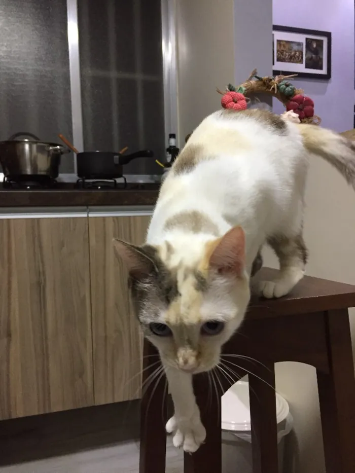 Gato ra a Sem raça definida idade 2 anos nome Porca e Vaca