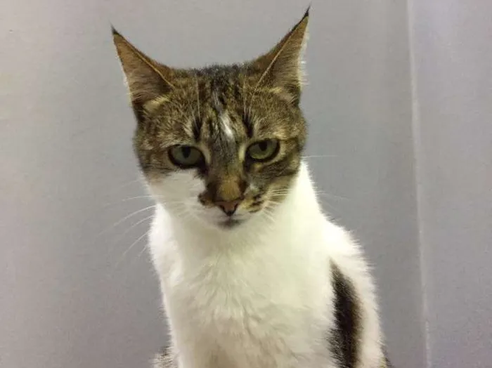 Gato ra a Sem raça definida idade 2 anos nome Porca e Vaca