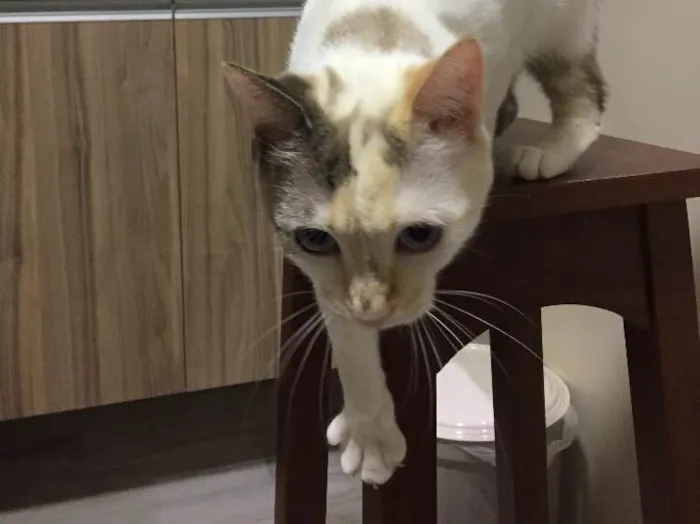 Gato ra a Sem raça definida idade 2 anos nome Porca e Vaca