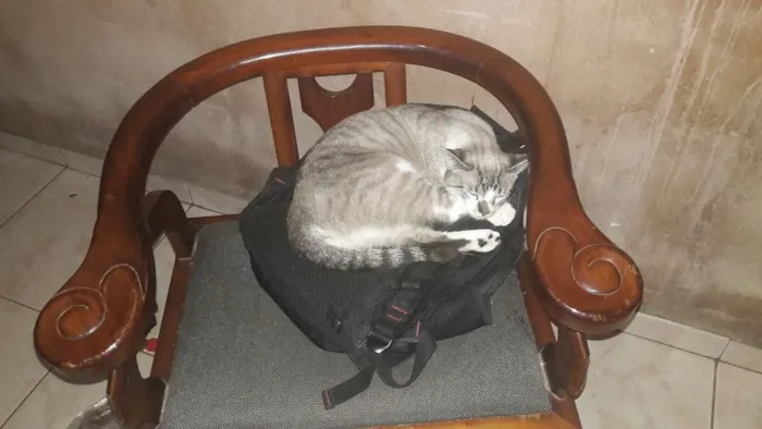 Gato raça SRD idade 2 anos nome Minerva