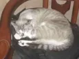 Minerva
