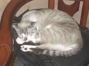 Gato raça SRD idade 2 anos nome Minerva