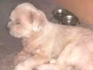 Cachorro raça Lahasa ASP idade 5 anos nome Spaik