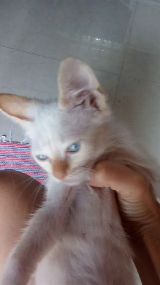 Gato raça Vira lata  idade Abaixo de 2 meses nome Sem nome