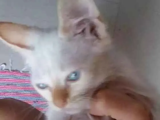 Gato raça Vira lata  idade Abaixo de 2 meses nome Sem nome