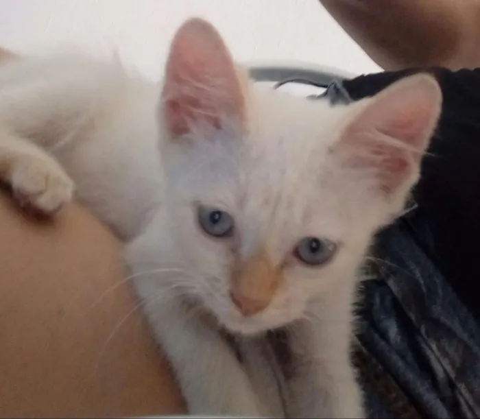 Gato raça Vira lata  idade Abaixo de 2 meses nome Sem nome