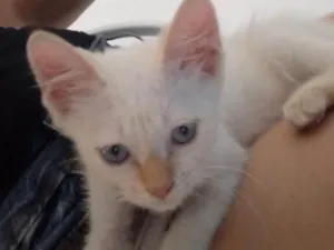 Gato raça Vira lata  idade Abaixo de 2 meses nome Sem nome