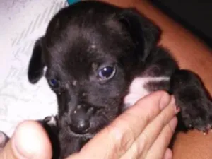Cachorro raça SRD idade Abaixo de 2 meses nome Pimpão