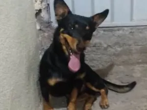 Cachorro raça SRD idade 3 anos nome cezar