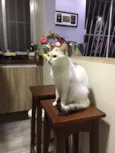Porca e Vaca