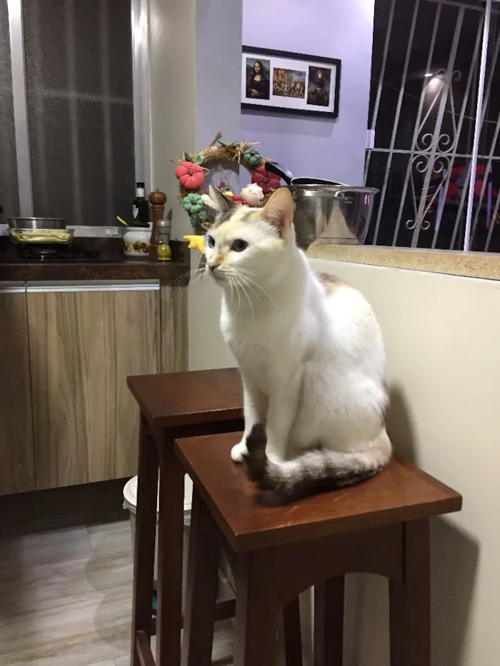 Gato ra a Sem raça definida idade 2 anos nome Porca e Vaca