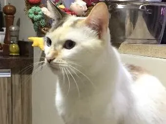 Gato ra a Sem raça definida idade 2 anos nome Porca e Vaca