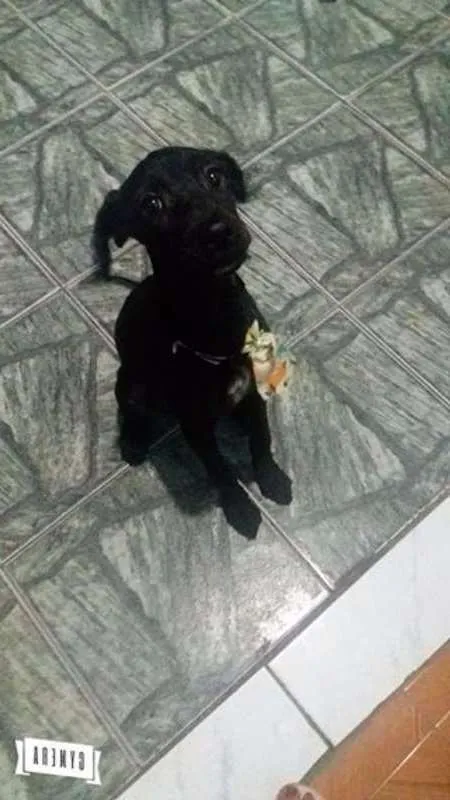 Cachorro ra a Poodle idade 7 a 11 meses nome sem nome