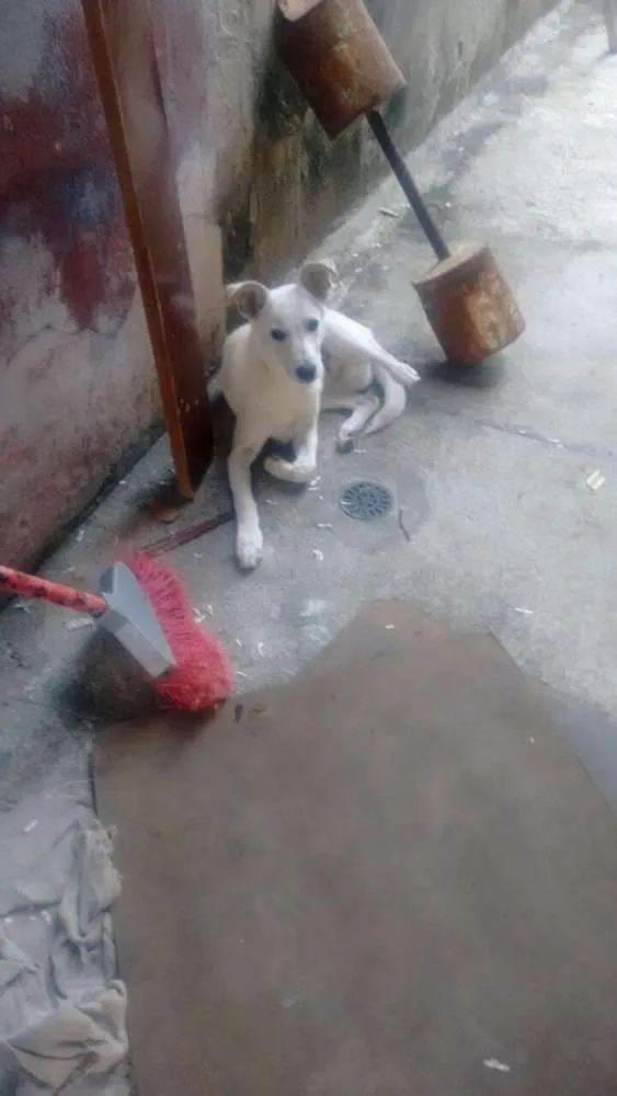 Cachorro ra a Não sei  idade 2 a 6 meses nome Branco