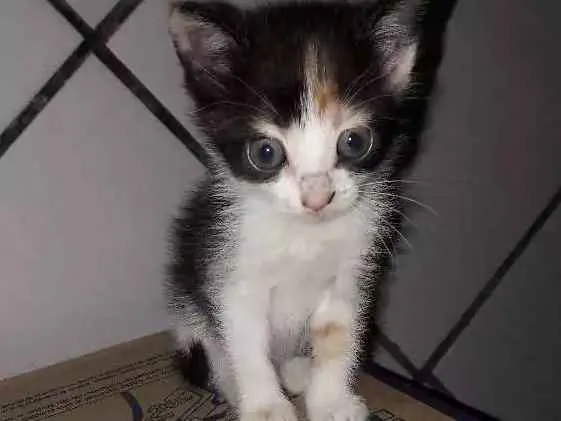 Gato ra a Ragdoll idade Abaixo de 2 meses nome Nina, mia, frajola 