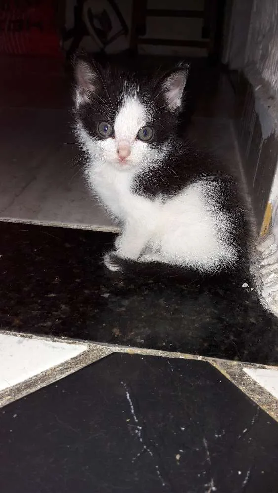 Gato ra a Ragdoll idade Abaixo de 2 meses nome Nina, mia, frajola 