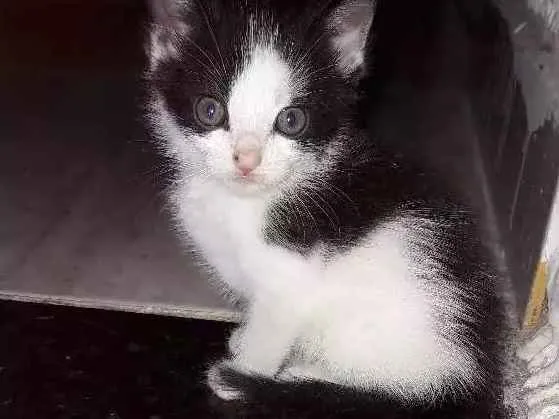 Gato ra a Ragdoll idade Abaixo de 2 meses nome Nina, mia, frajola 