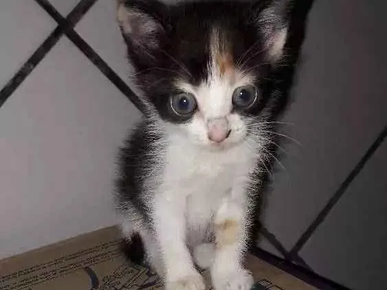 Gato ra a Ragdoll idade Abaixo de 2 meses nome Nina, mia, frajola 