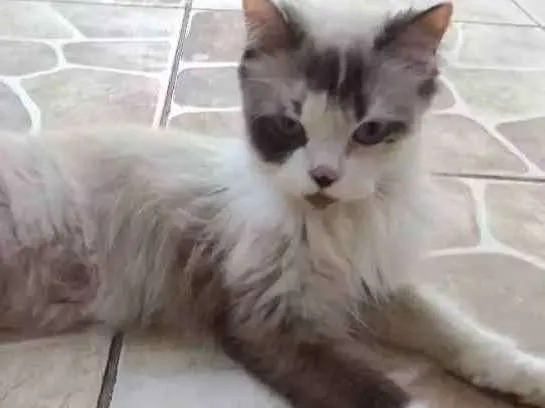 Gato ra a Ragdoll idade Abaixo de 2 meses nome Nina, mia, frajola 