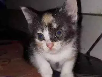 Gato ra a Ragdoll idade Abaixo de 2 meses nome Nina, mia, frajola 