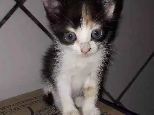 Gato ra a Ragdoll idade Abaixo de 2 meses nome Nina, mia, frajola 