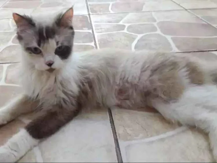 Gato ra a Ragdoll idade Abaixo de 2 meses nome Nina, mia, frajola 
