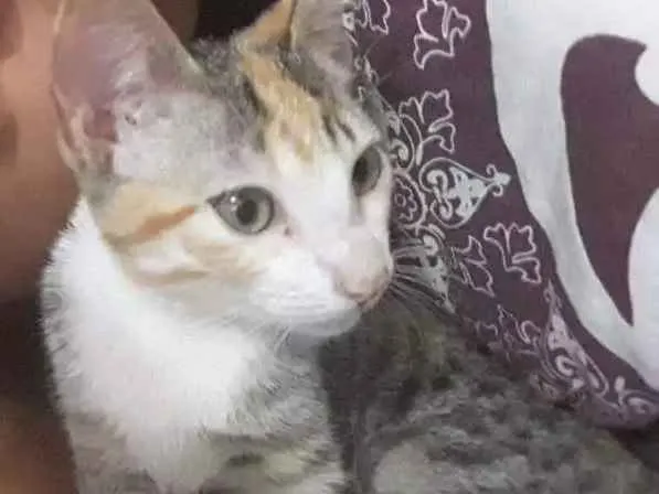 Gato ra a SRD idade 2 a 6 meses nome Mia diulia