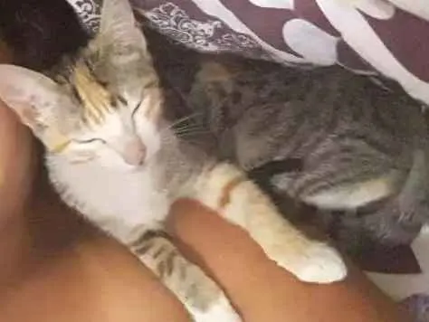Gato ra a SRD idade 2 a 6 meses nome Mia diulia