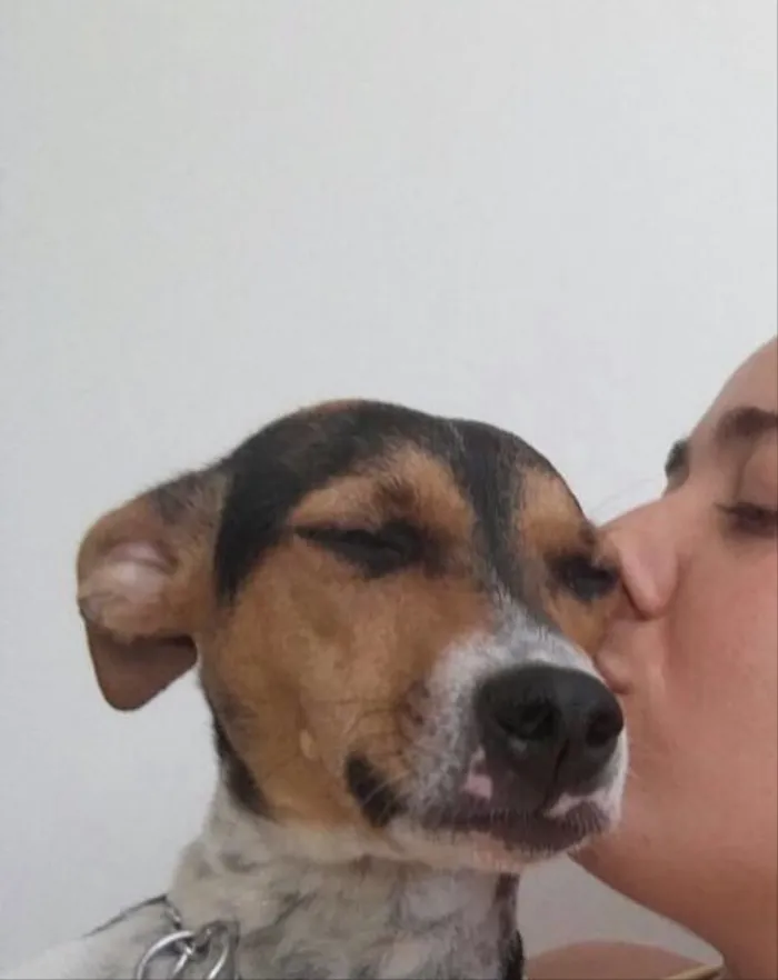 Cachorro ra a SRD idade 1 ano nome Belinha