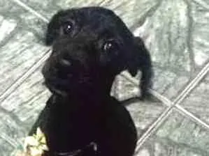 Cachorro ra a Poodle idade 7 a 11 meses nome sem nome