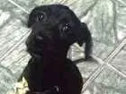 Cachorro raça Poodle idade 7 a 11 meses nome sem nome