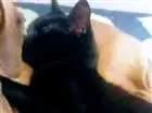 Gato raça Normal idade 2 a 6 meses nome Loki