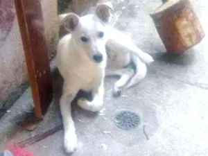 Cachorro raça Não sei  idade 2 a 6 meses nome Branco