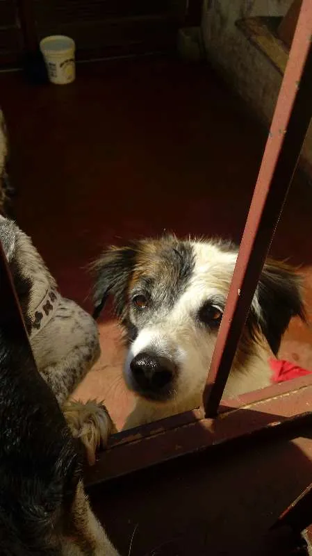 Cachorro ra a Vira-lata idade 6 ou mais anos nome Alice Dungo Juvenal