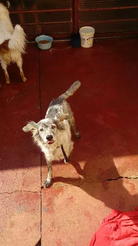 Cachorro ra a Vira-lata idade 6 ou mais anos nome Alice Dungo Juvenal