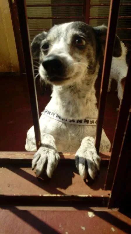 Cachorro ra a Vira-lata idade 6 ou mais anos nome Alice Dungo Juvenal
