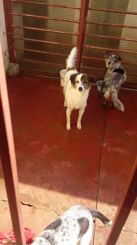 Cachorro ra a Vira-lata idade 6 ou mais anos nome Alice Dungo Juvenal