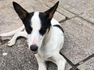 Cachorro raça  idade  nome não sei