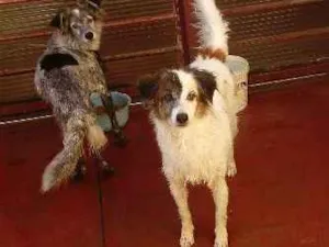 Cachorro raça Vira-lata idade 6 ou mais anos nome Alice Dungo Juvenal