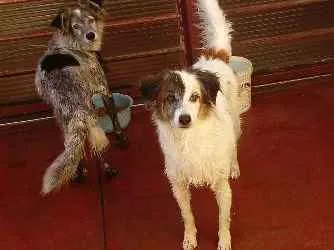 Cachorro ra a Vira-lata idade 6 ou mais anos nome Alice Dungo Juvenal
