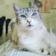 CLEÓPATRA