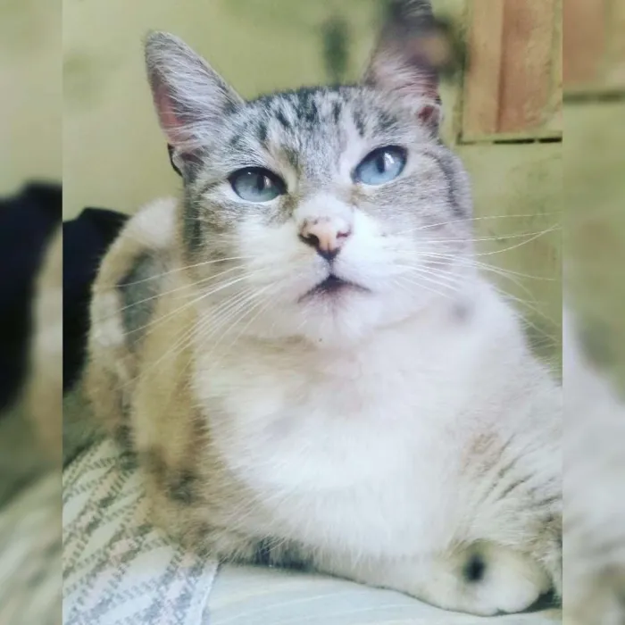 Gato raça SRD idade 2 anos nome CLEÓPATRA