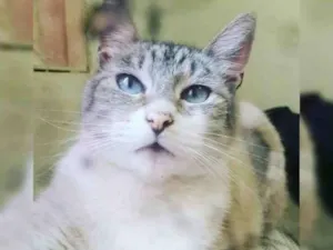 Gato raça SRD idade 2 anos nome CLEÓPATRA