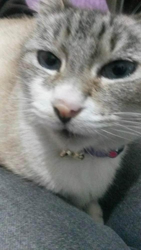 Gato raça SRD idade 2 anos nome CLEÓPATRA