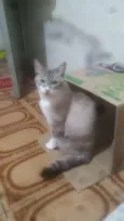 CLEÓPATRA