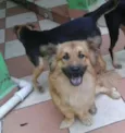 Pelota e Vilma