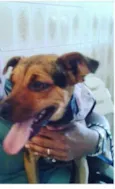 Pelota e Vilma
