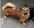 Pelota e Vilma