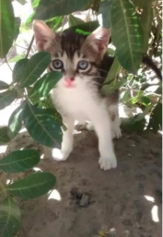 Gato raça SRD idade Abaixo de 2 meses nome Jackinho