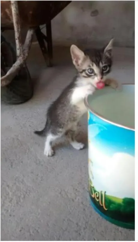 Gato raça SRD idade Abaixo de 2 meses nome Jackinho